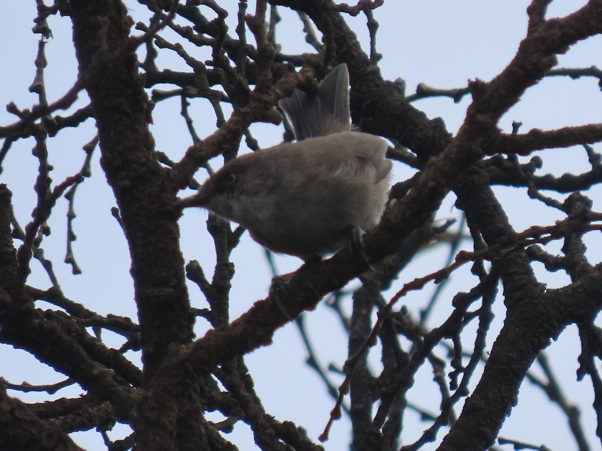 Yemen Warbler - ML623702732