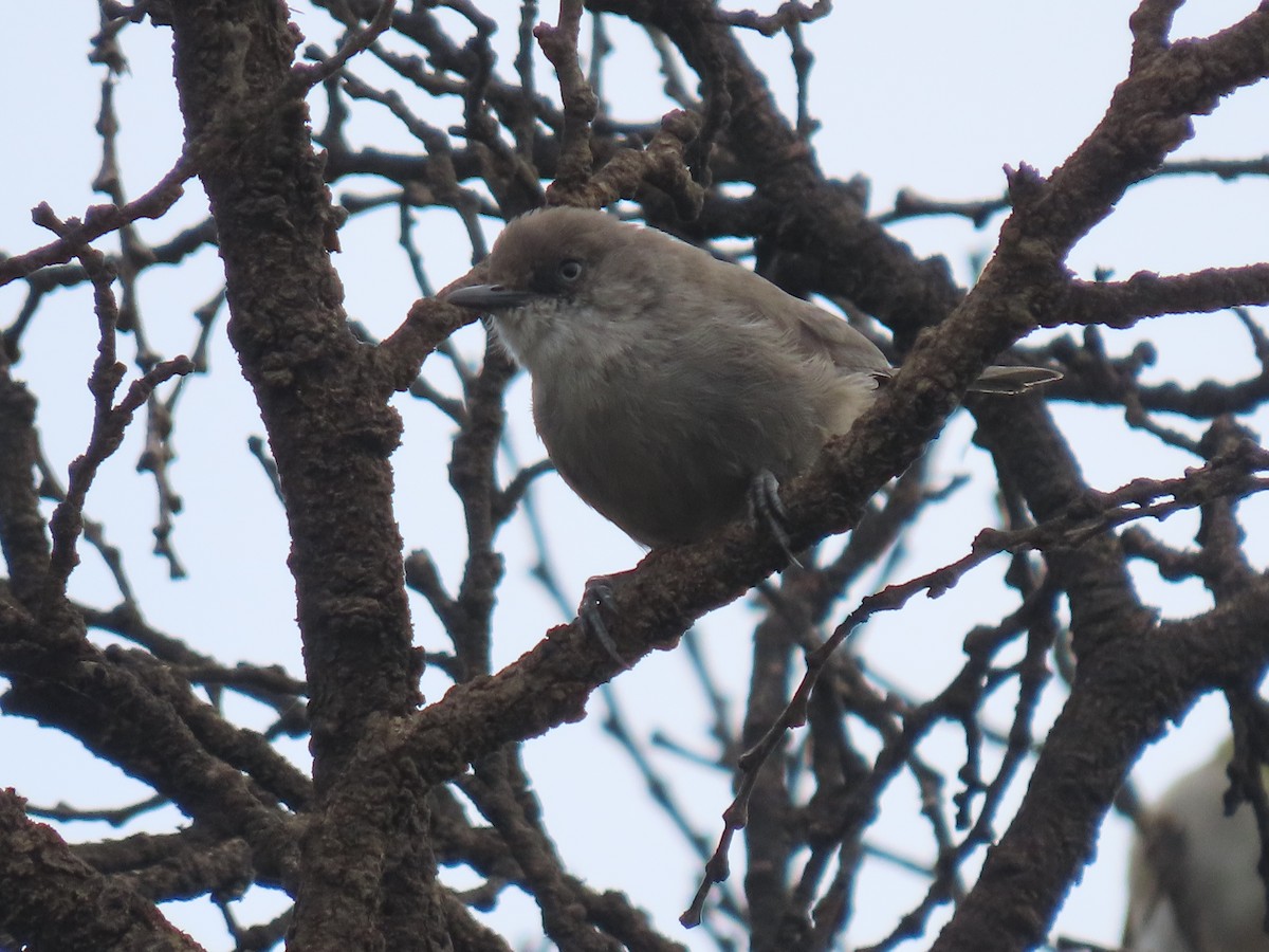 Yemen Warbler - ML623702733