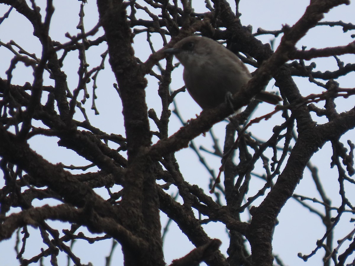 Yemen Warbler - ML623702734