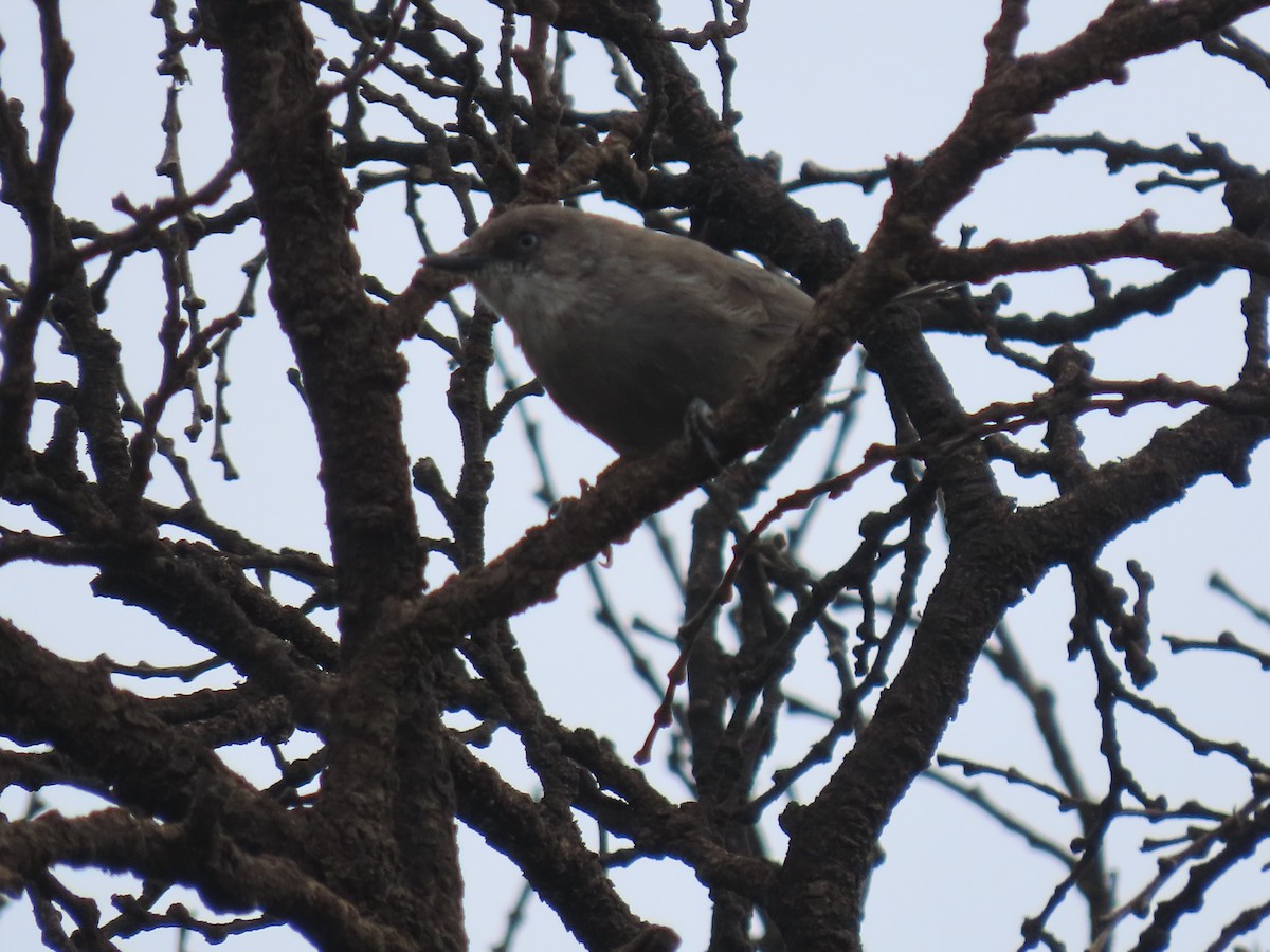 Yemen Warbler - ML623702735