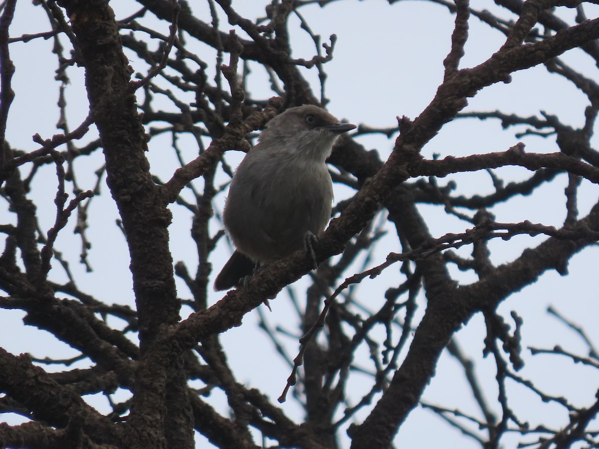 Yemen Warbler - ML623702736