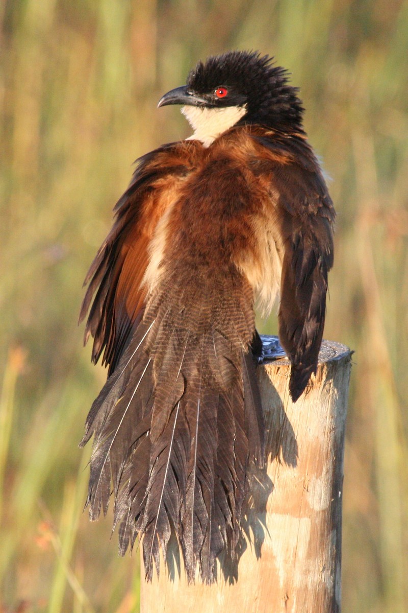 Senegal Coucal - ML623702745