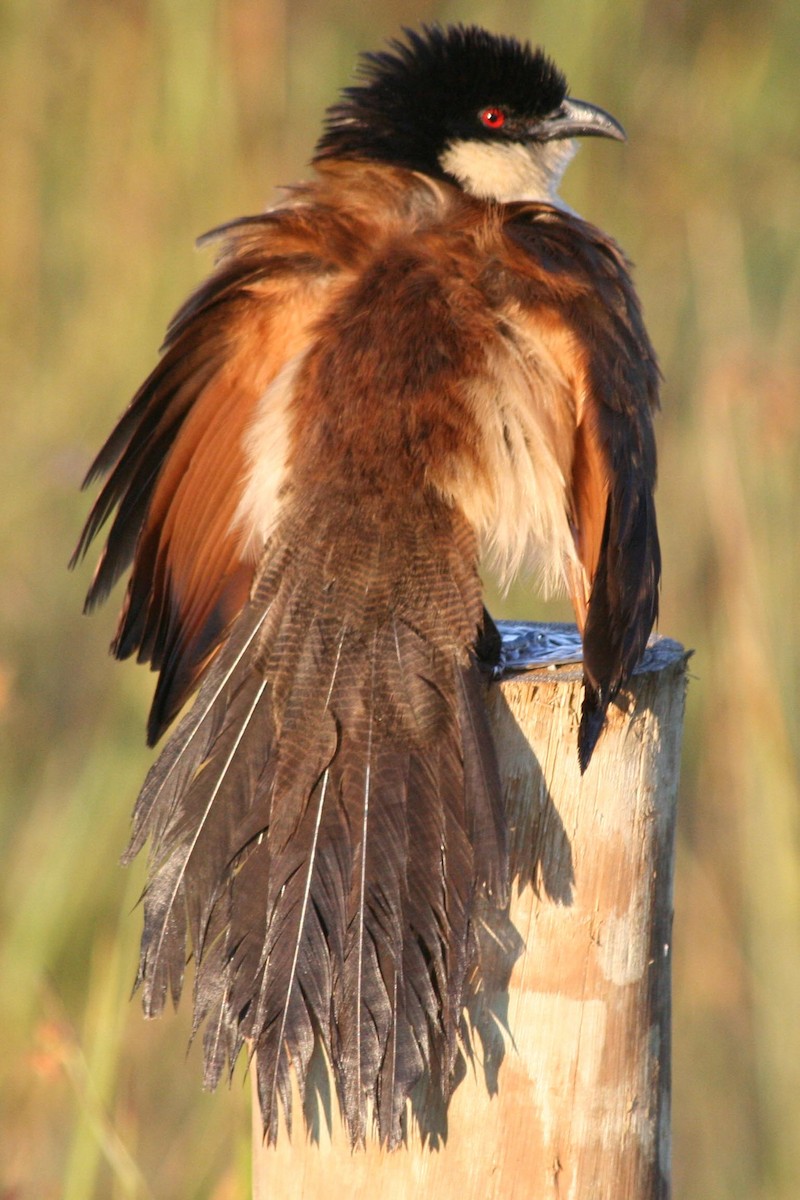 Senegal Coucal - ML623702746