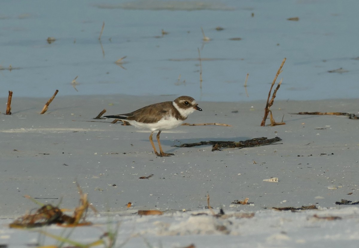 Semipalmated Plover - ML623702831