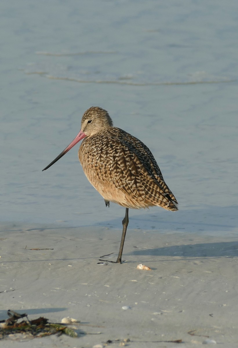 Marbled Godwit - ML623702852