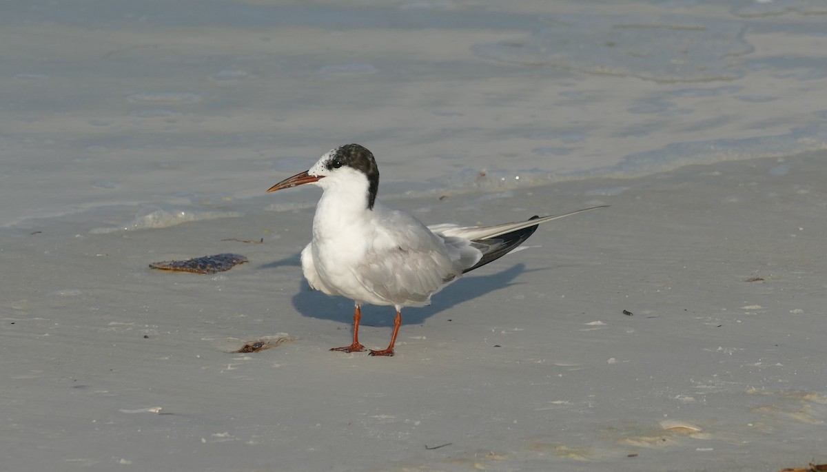 Forster's Tern - ML623702868