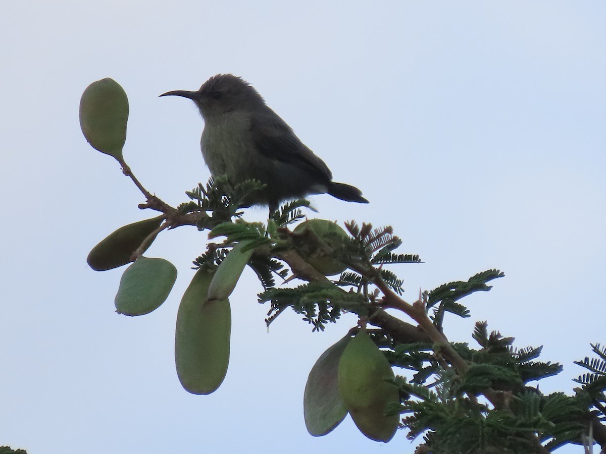 Palestine Sunbird - ML623702881