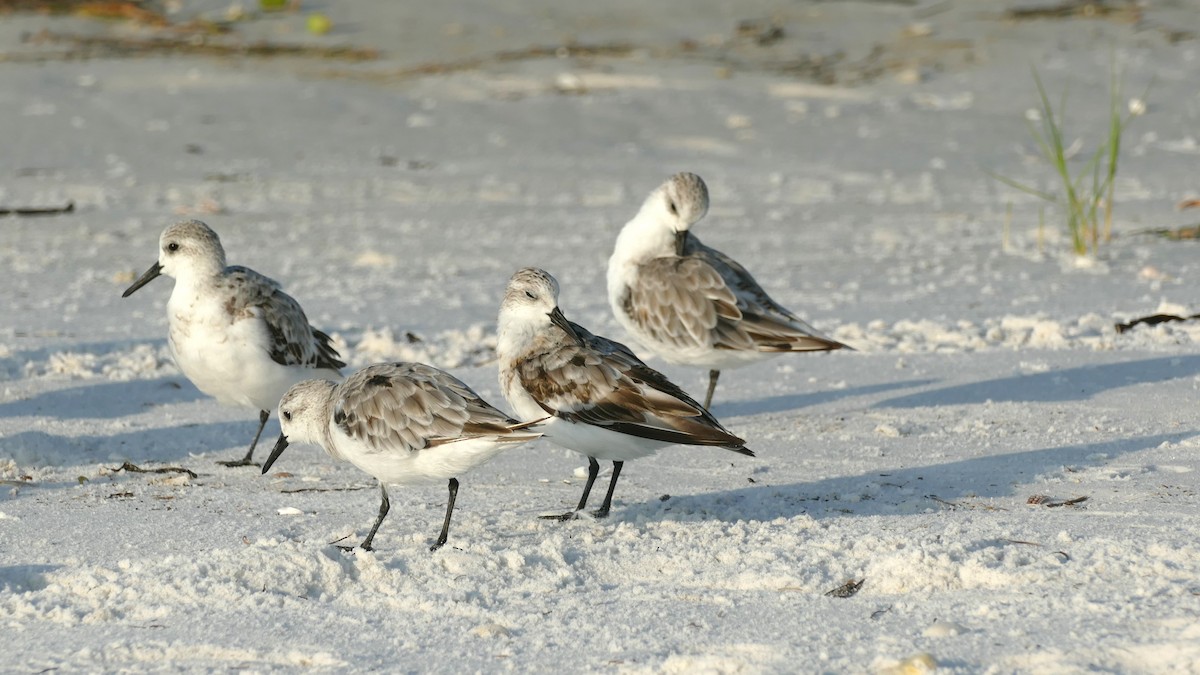 Bécasseau sanderling - ML623702886