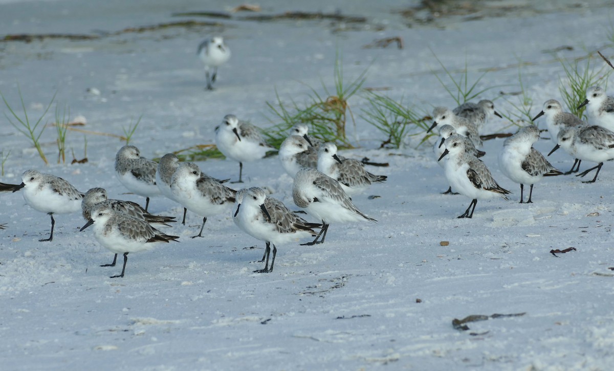 Bécasseau sanderling - ML623702888