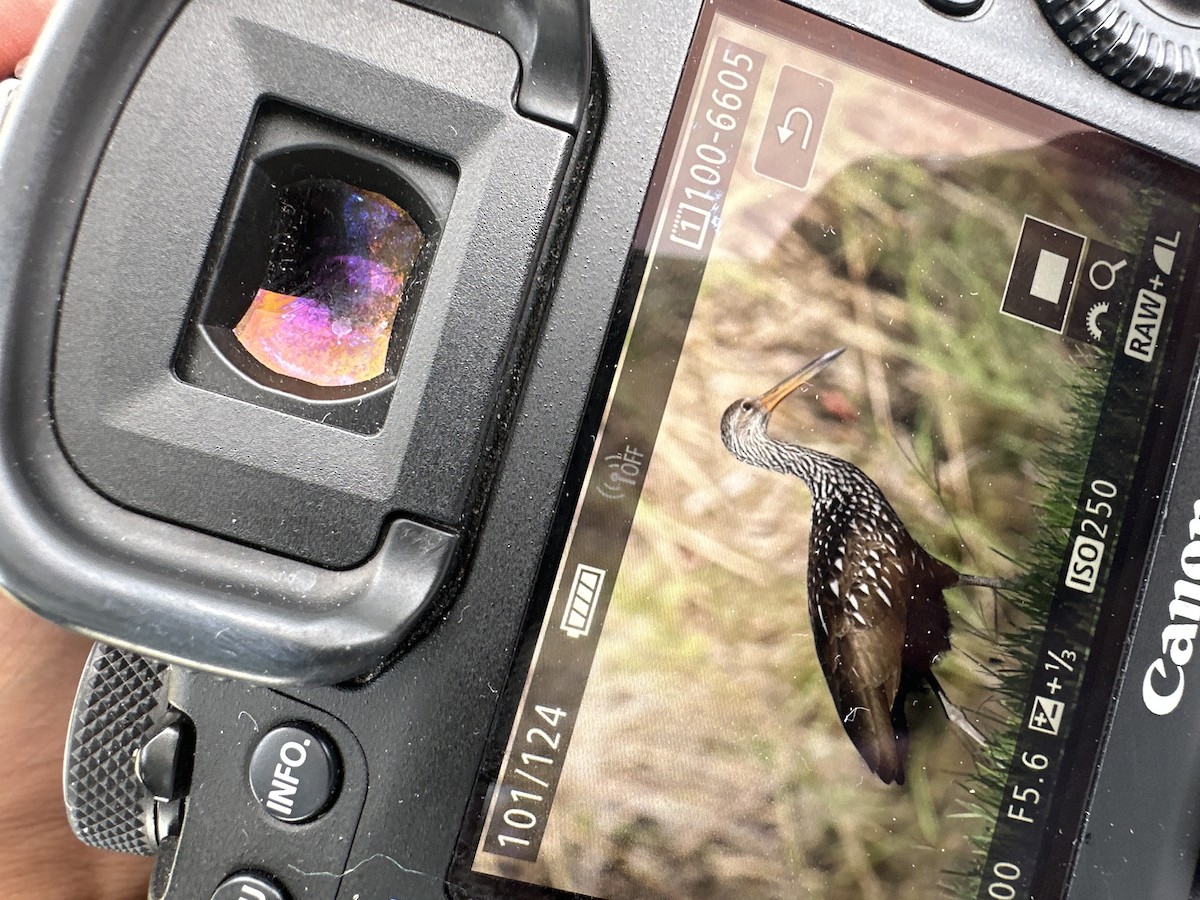 Limpkin - ML623702889