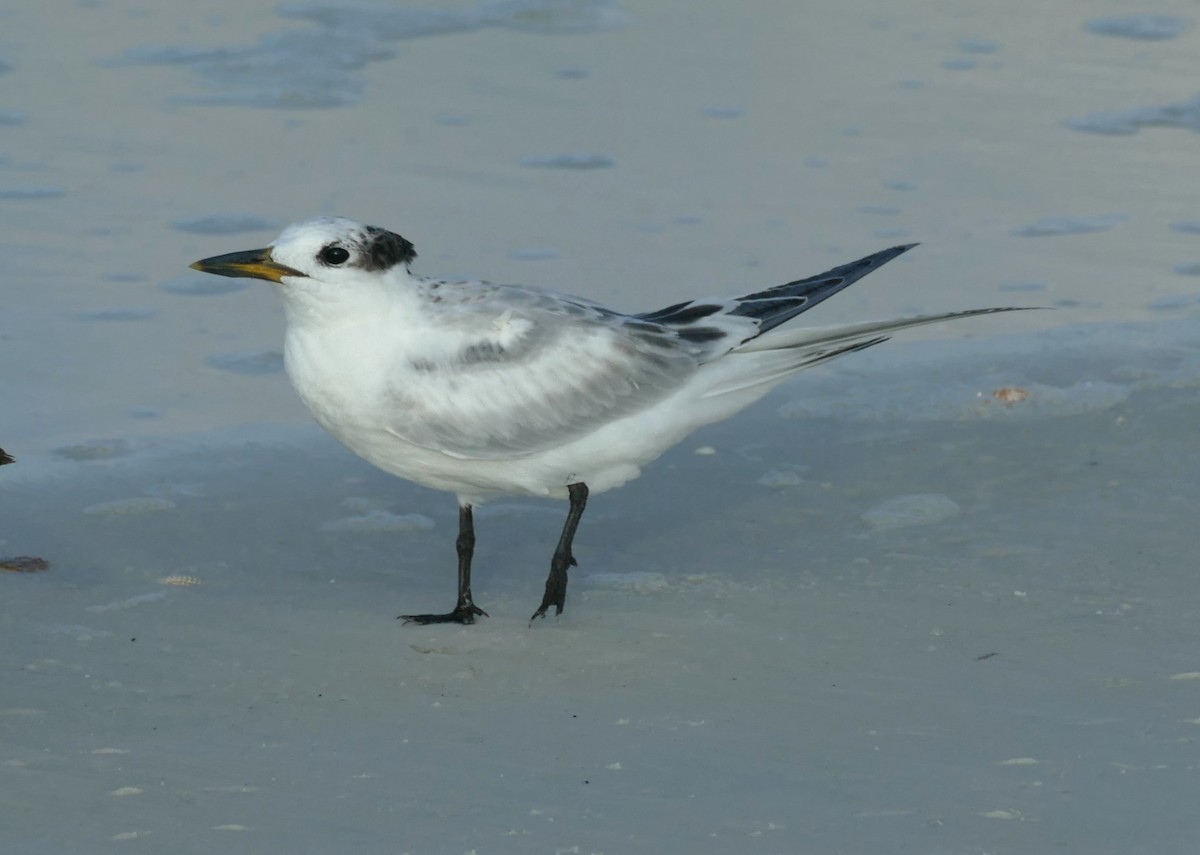 Sandwich Tern - Kitty ONeil