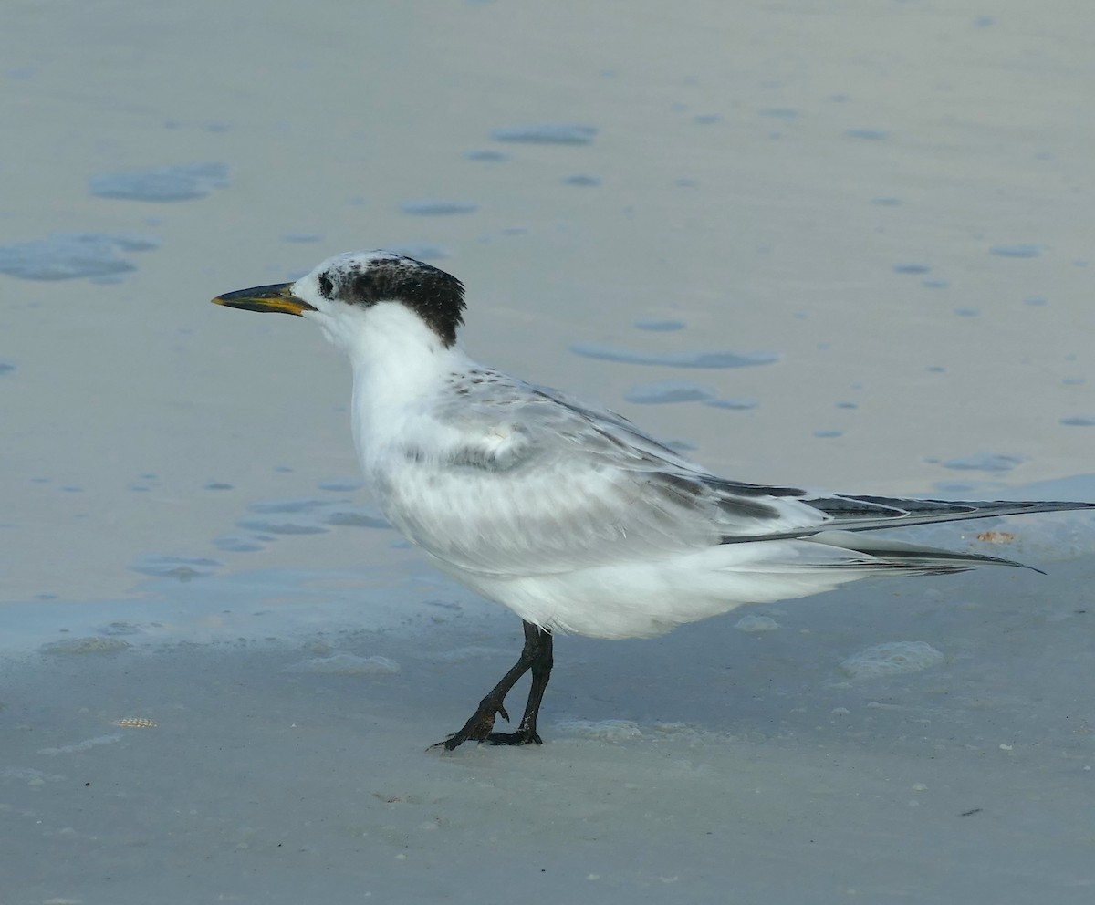 Sandwich Tern - ML623702905