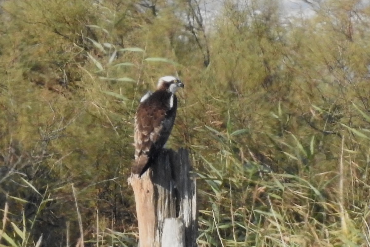 Águila Pescadora - ML623702925