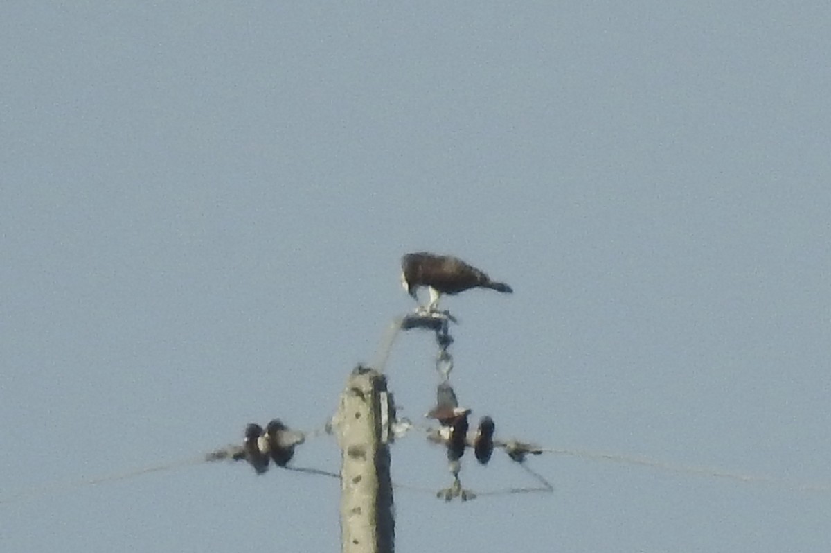 Águila Pescadora - ML623702926