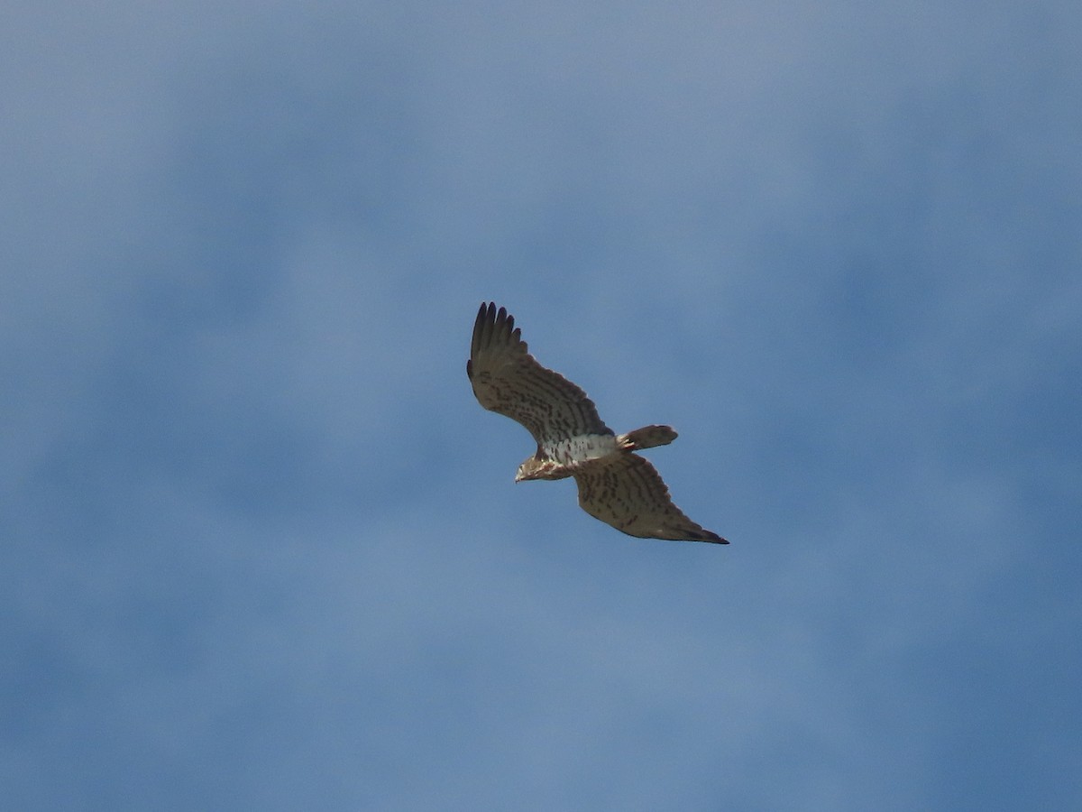 Short-toed Snake-Eagle - ML623702954