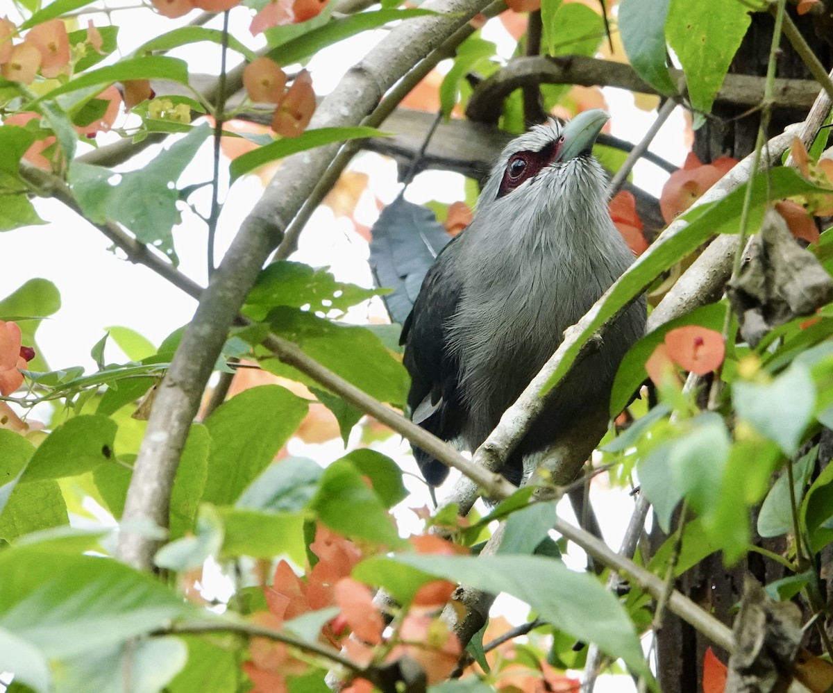 Green-billed Malkoha - ML623702970