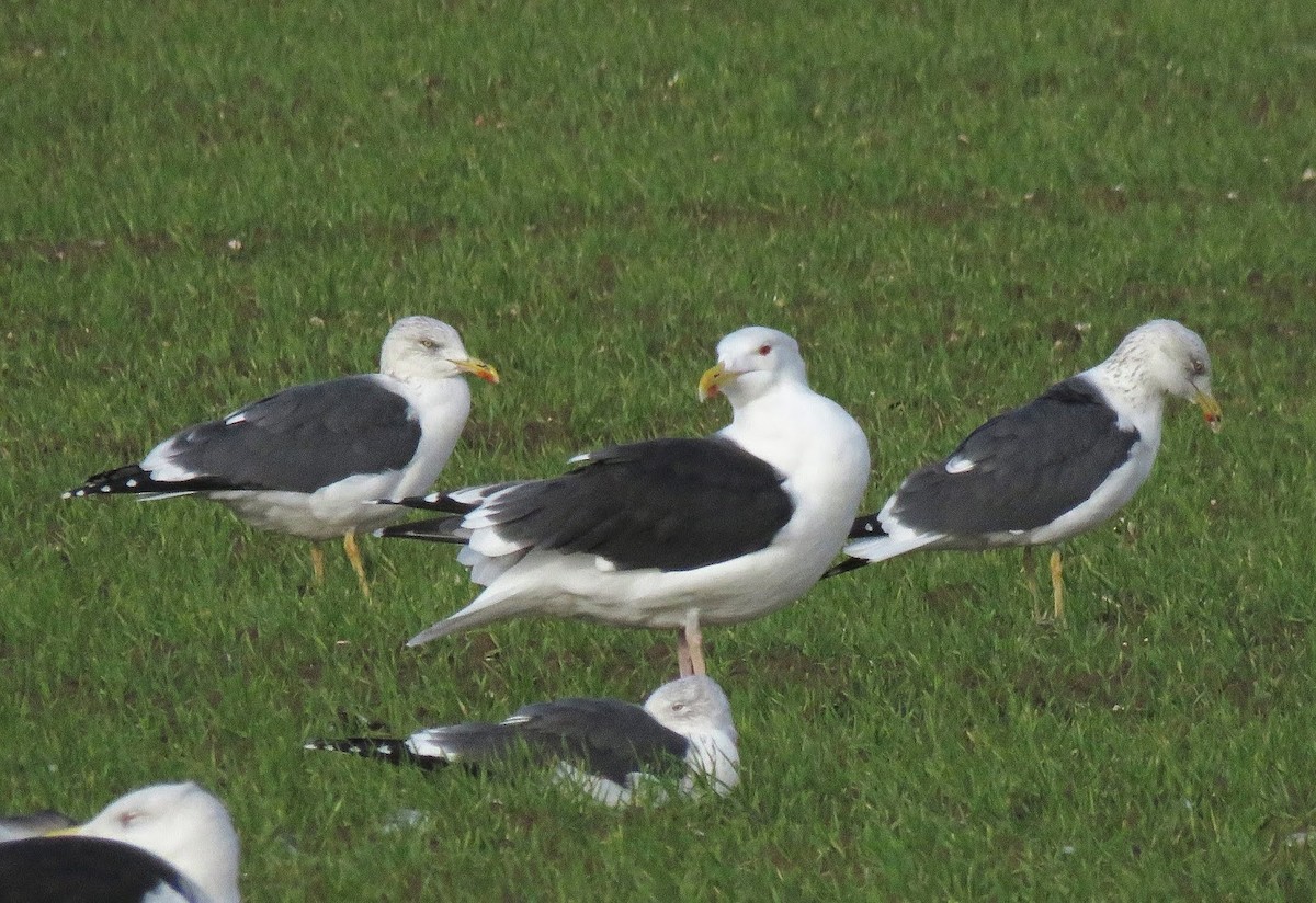 Great Black-backed Gull - ML623702976