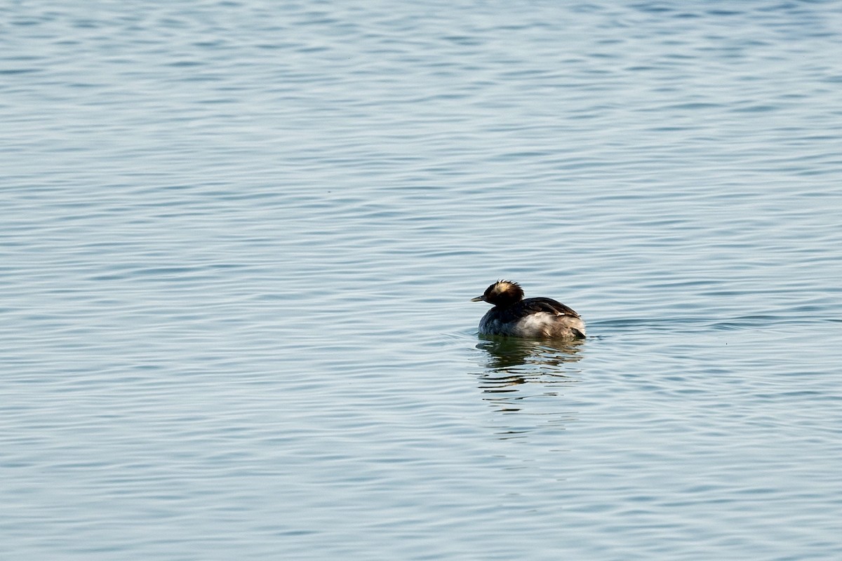 Horned Grebe - Bill Massaro