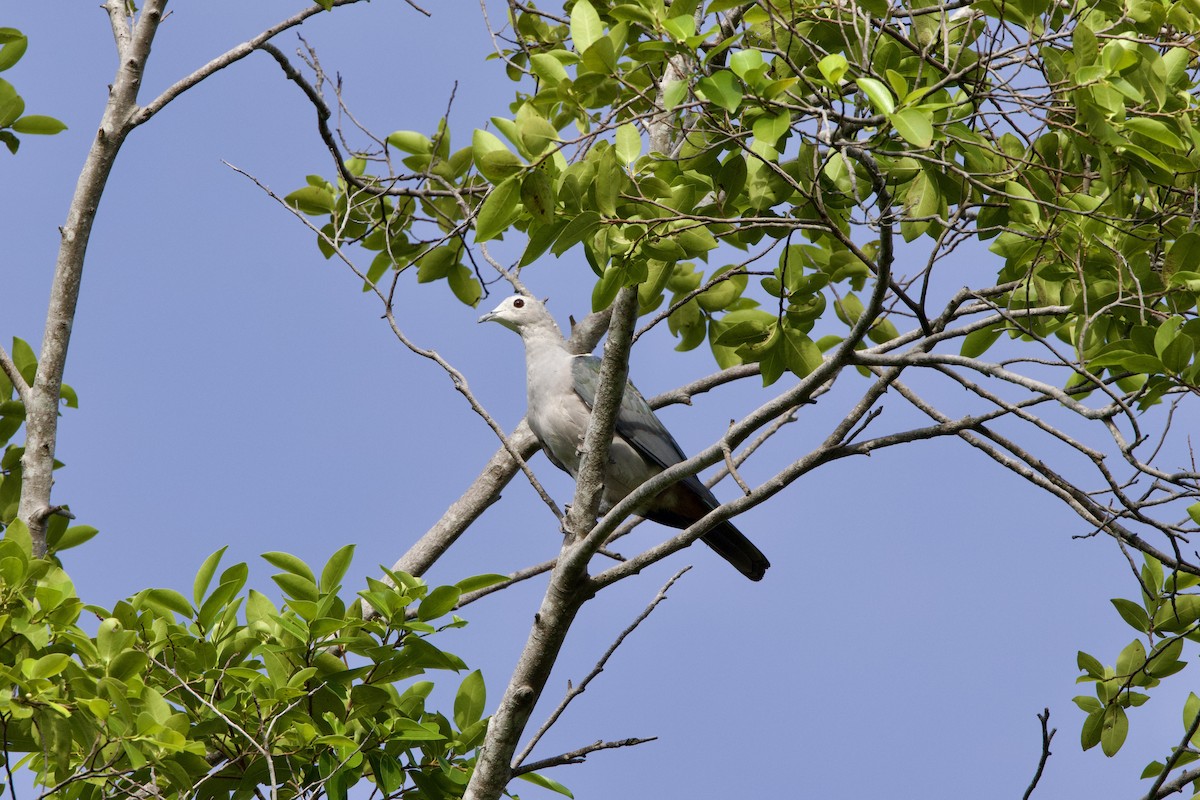 Green Imperial-Pigeon - Shannon Fair