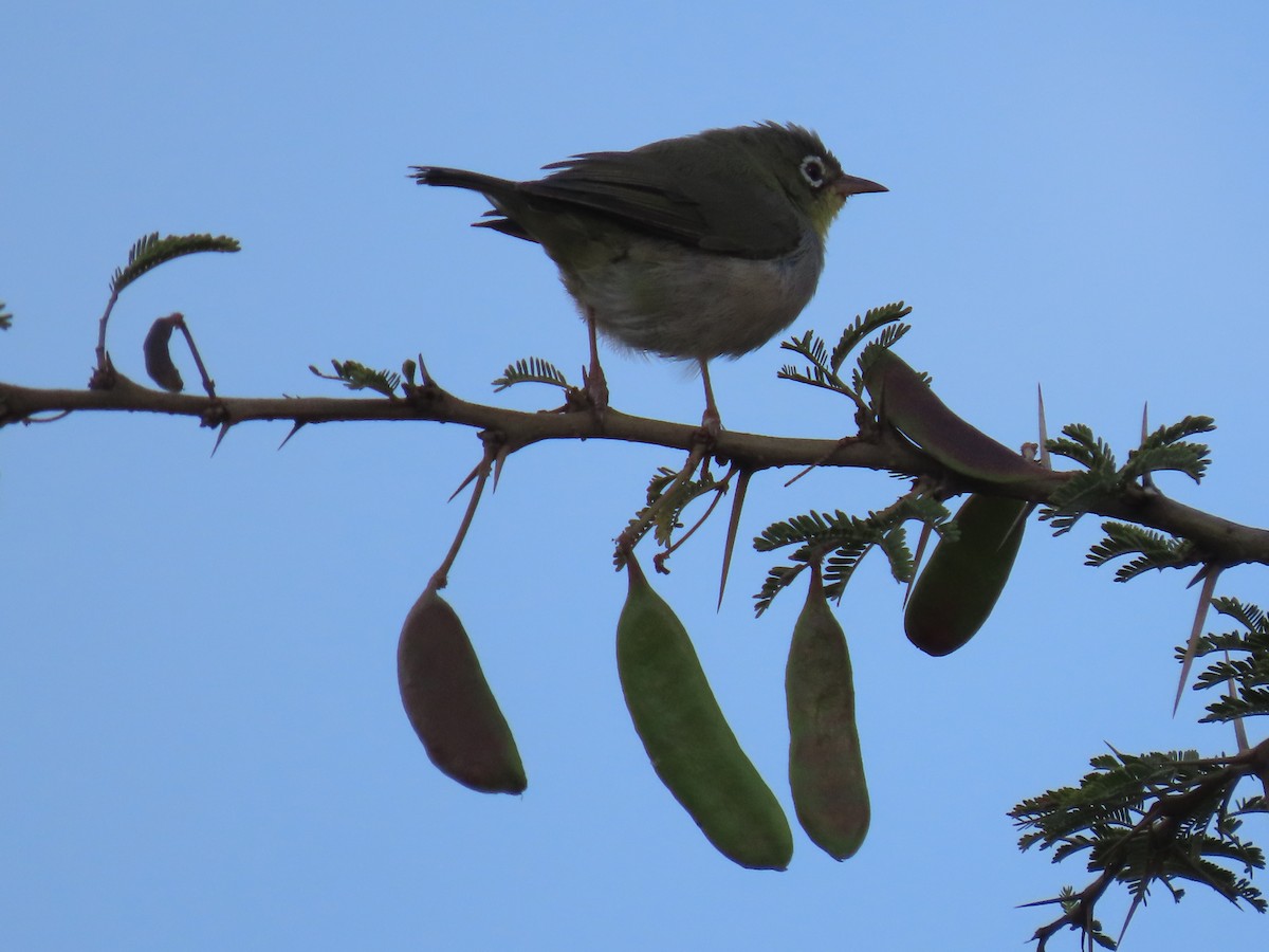 Abyssinian White-eye - ML623703030