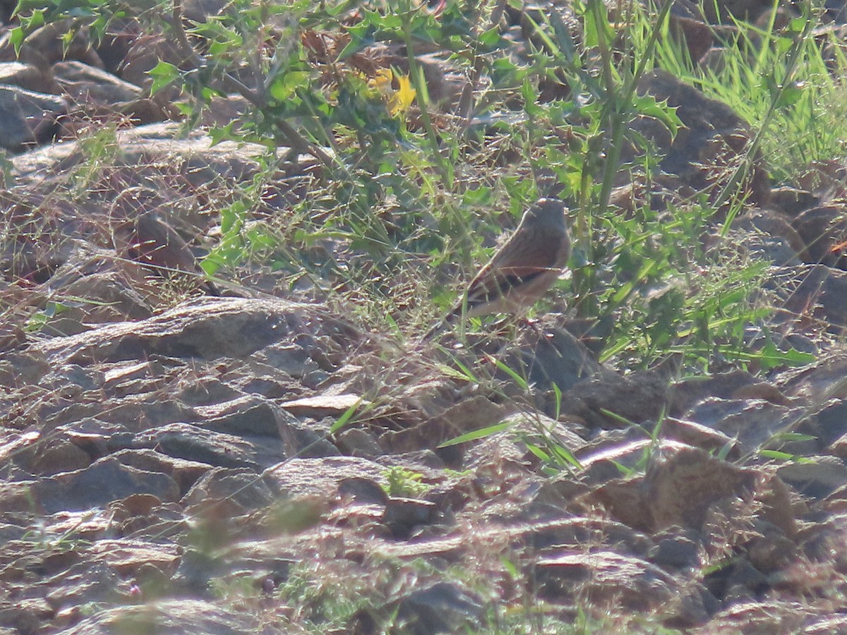 Yemen Linnet - ML623703038