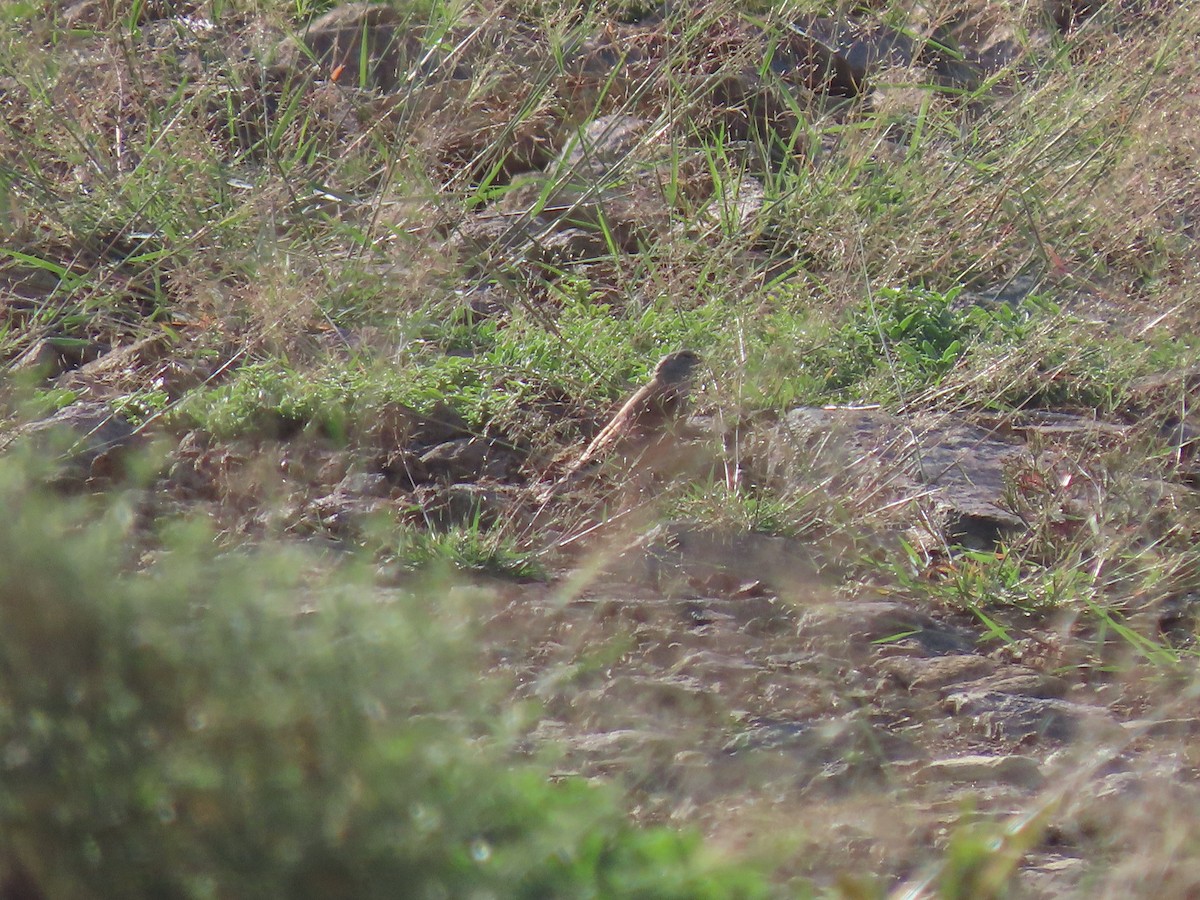 Yemen Linnet - ML623703039