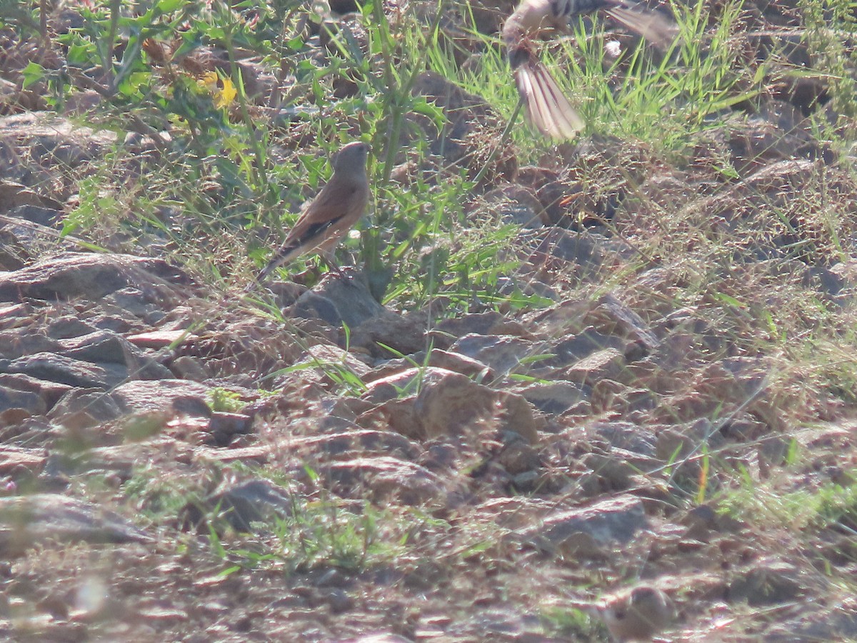 Yemen Linnet - ML623703040