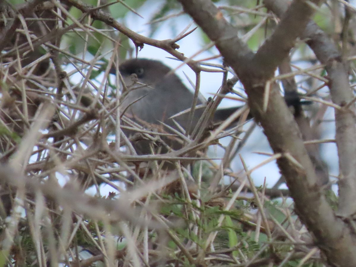 Yemen Warbler - ML623703048