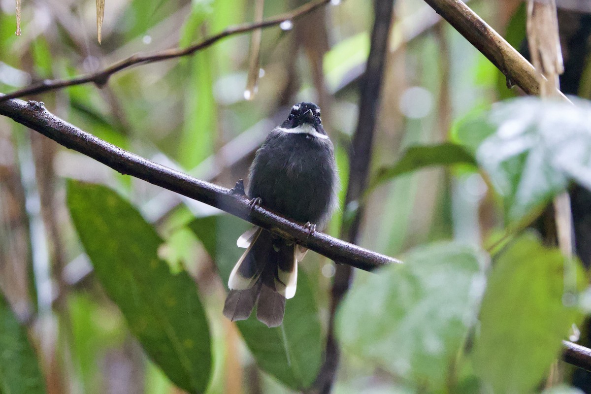 White-throated Fantail - ML623703085