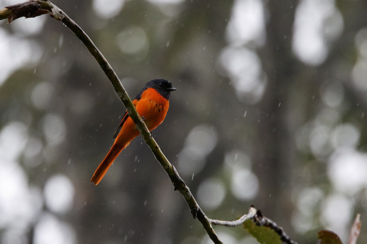 Gray-chinned Minivet - ML623703095