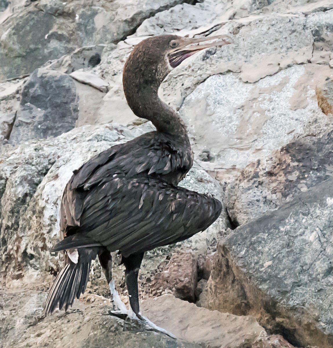 Socotra Cormorant - ML623703096