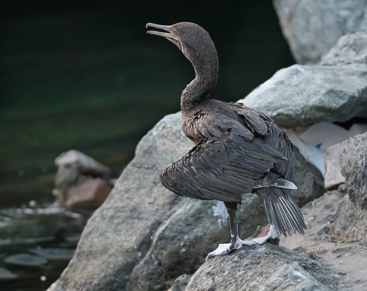 Socotra Cormorant - ML623703098