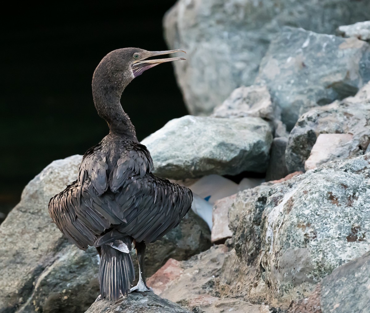 Socotra Cormorant - ML623703103