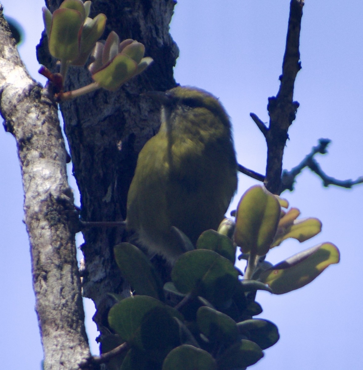 Hawaii Amakihi - ML623703143