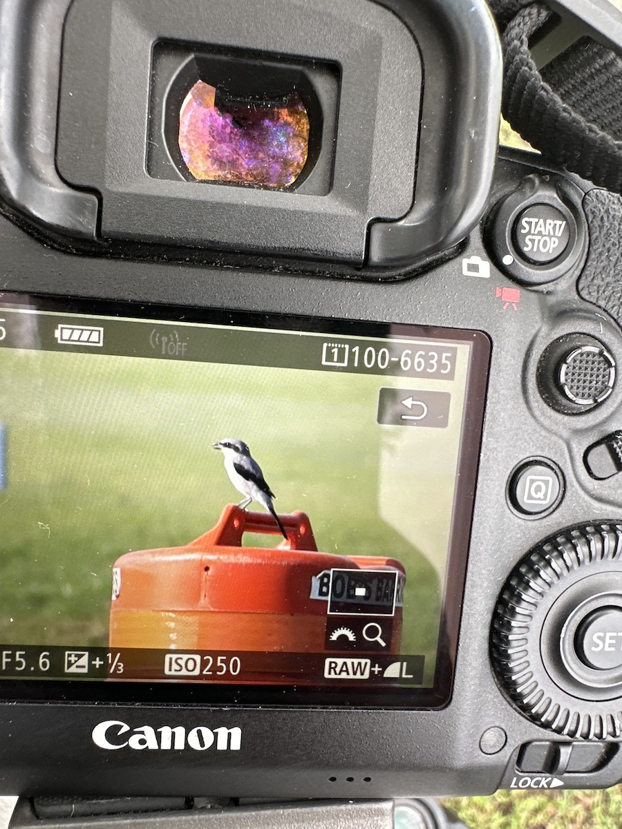 Loggerhead Shrike - ML623703168