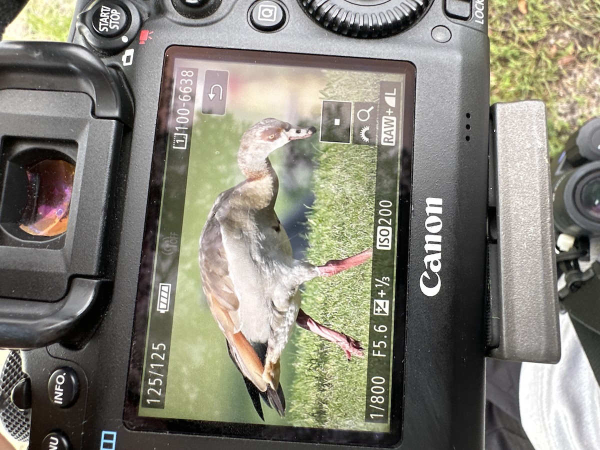 Egyptian Goose - ML623703173