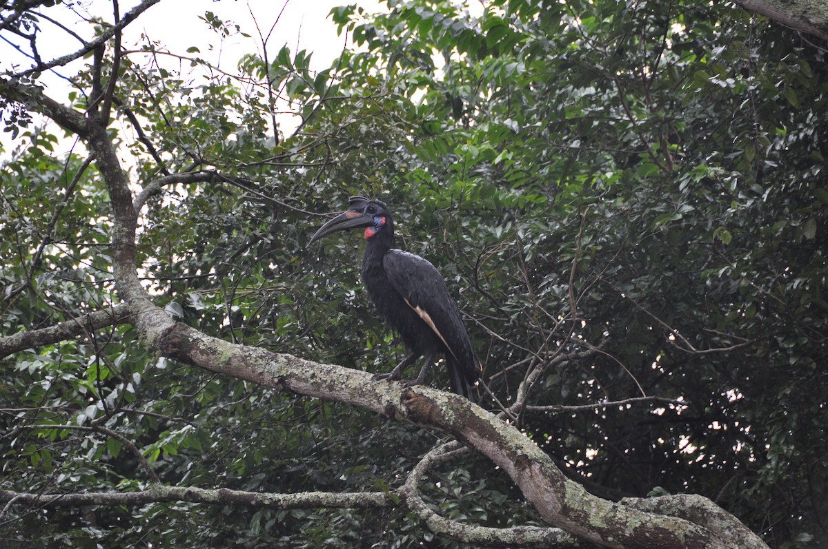 Кромкач абісинський - ML623703198