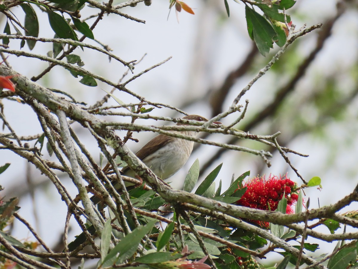 Brown-backed Honeyeater - ML623703207