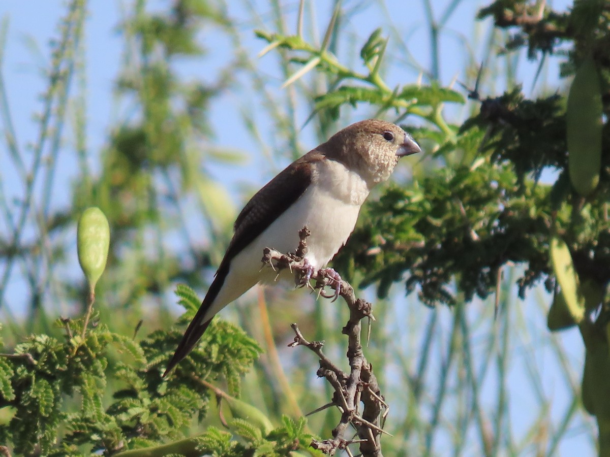 African Silverbill - ML623703212