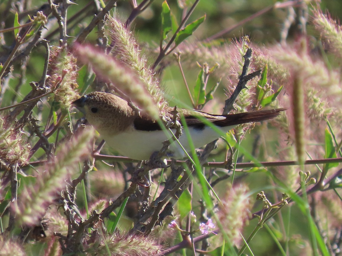 African Silverbill - ML623703214