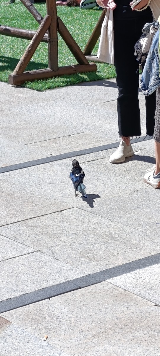 Eurasian Magpie - ML623703222