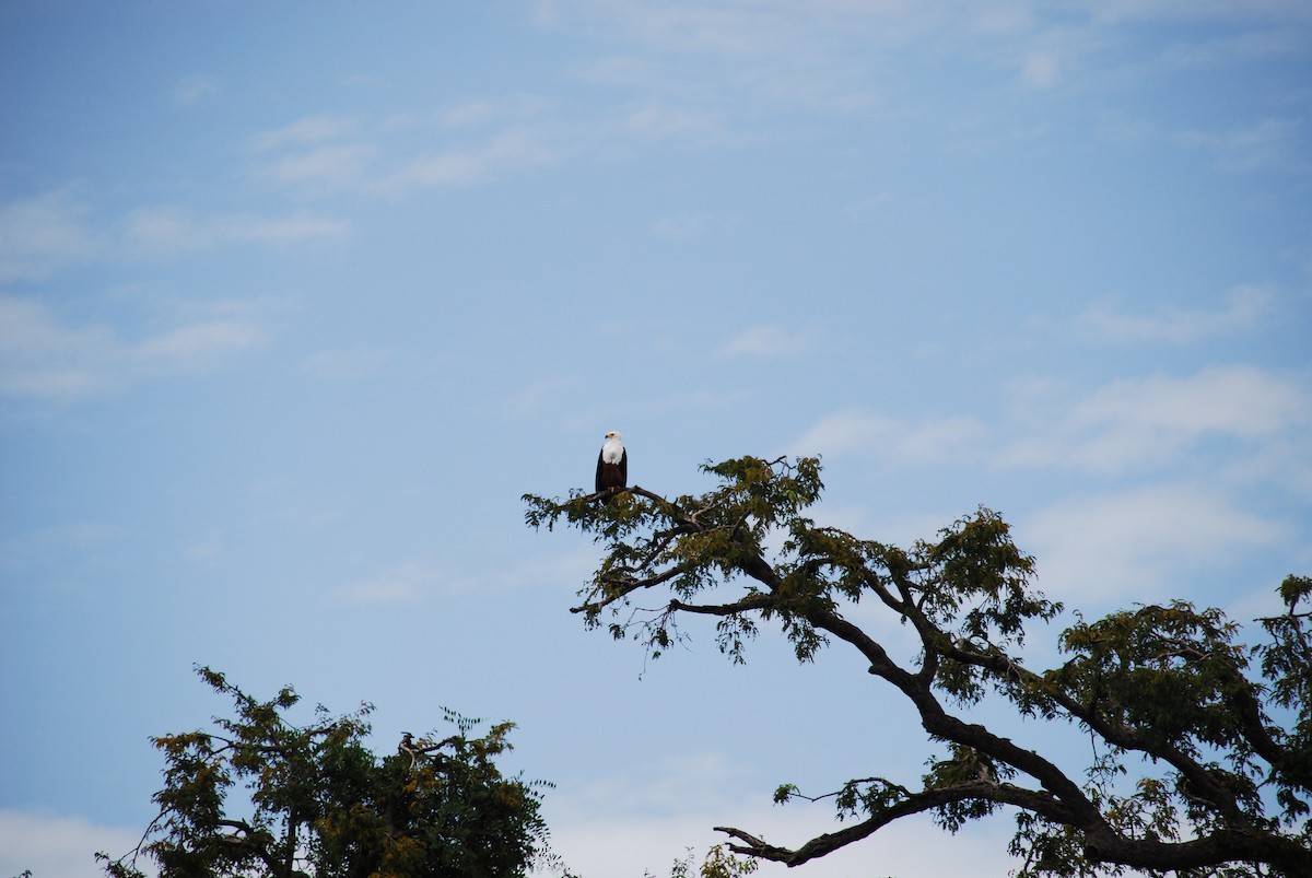 Орлан-крикун - ML623703226