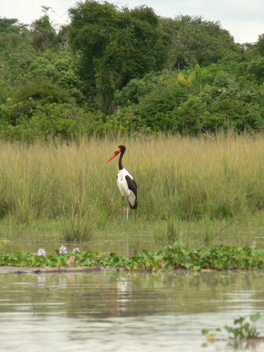 Ябіру сенегальський - ML623703232