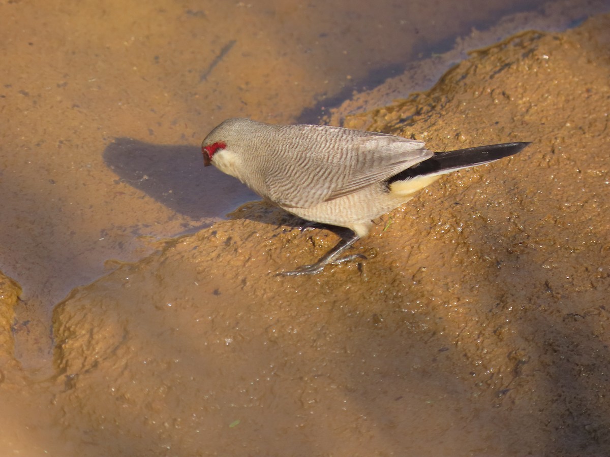 Arabian Waxbill - ML623703246