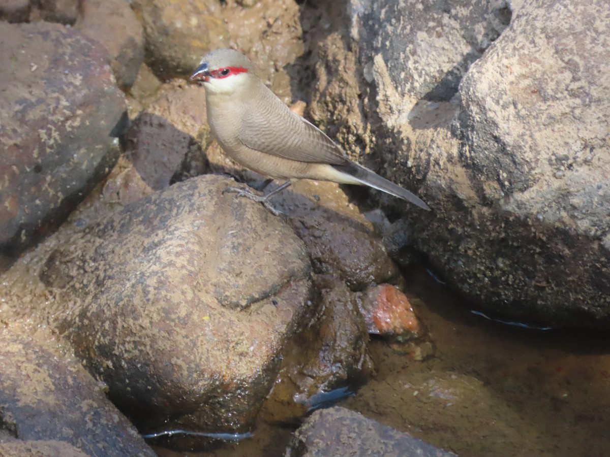 Arabian Waxbill - ML623703249