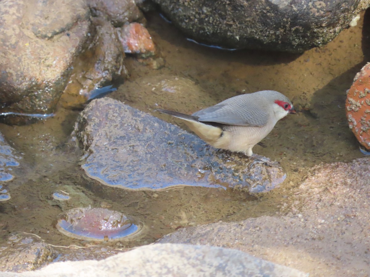 Arabian Waxbill - ML623703250