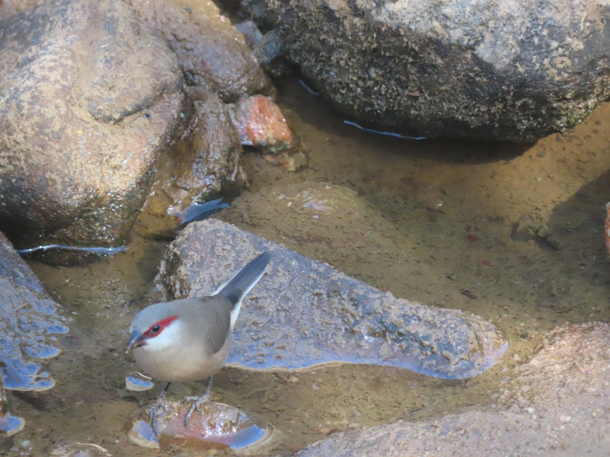 Arabian Waxbill - ML623703251