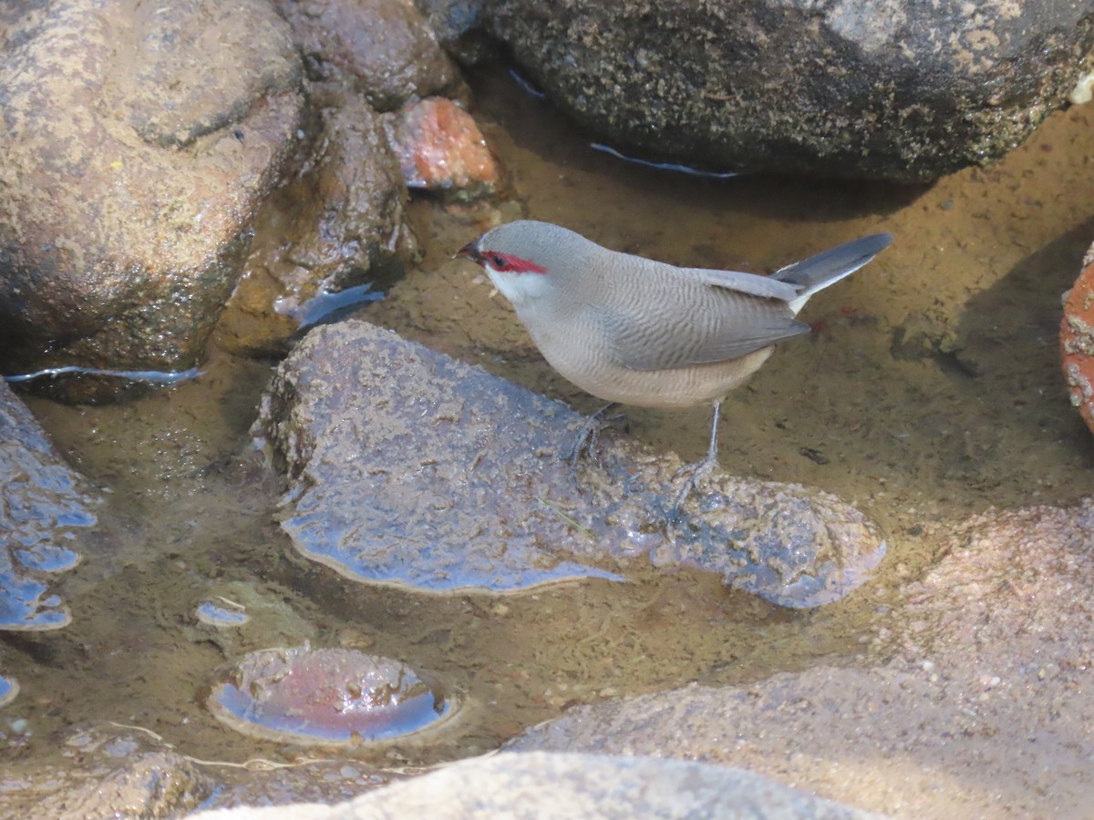 Arabian Waxbill - ML623703253