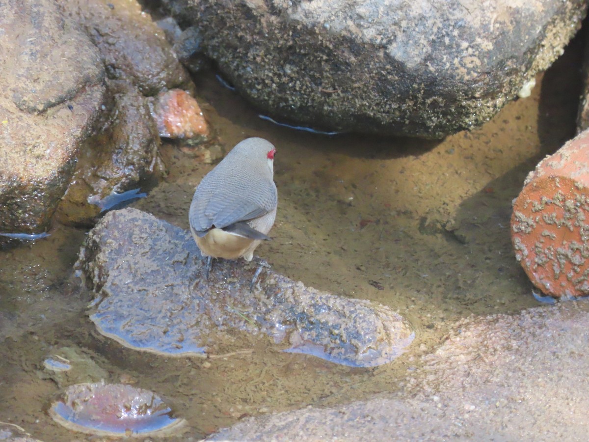 Arabian Waxbill - ML623703254