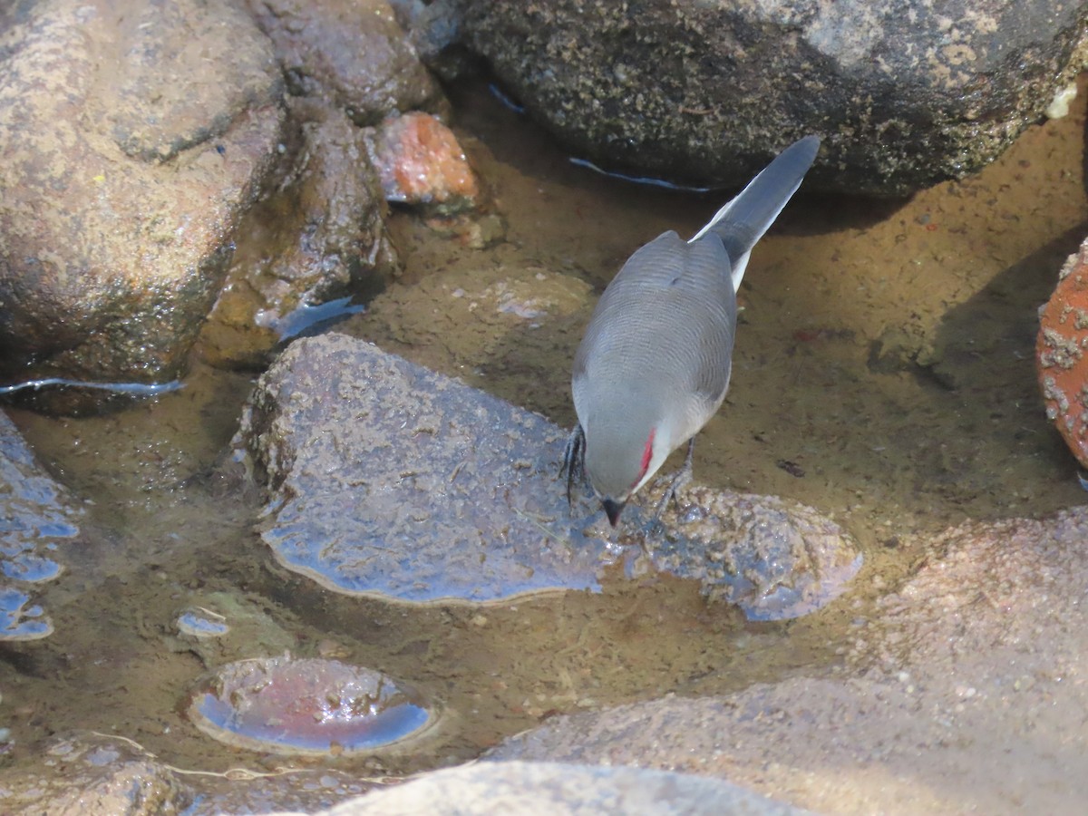 Arabian Waxbill - ML623703256